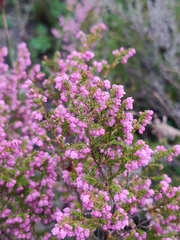 Erica mauritanica