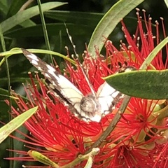 Belenois java teutonia