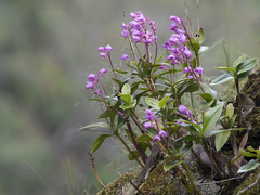 Dendrobium kingianum