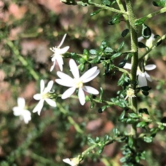 Olearia microphylla