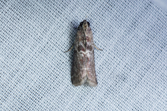 Indomyrlaea ferreotincta