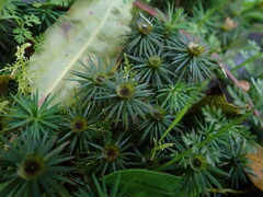 Dawsonia