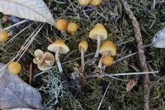 Galerina