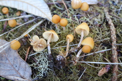 Galerina
