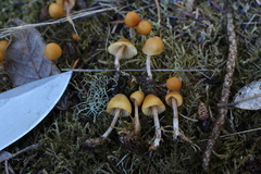 Galerina