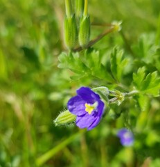 Erodium crinitum