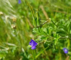 Erodium crinitum