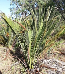 Macrozamia