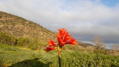 Zephyranthes phycelloides