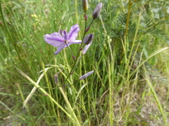 Arthropodium strictum