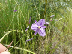 Arthropodium strictum
