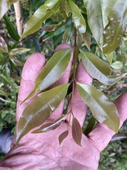Syzygium floribundum