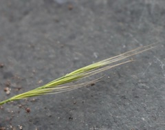 Festuca muralis