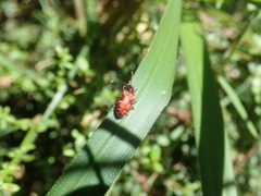 Lemodes coccinea