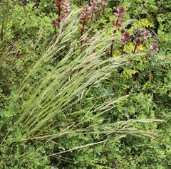 Festuca muralis