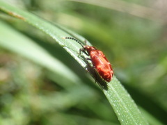 Lemodes coccinea