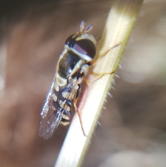 Simosyrphus grandicornis