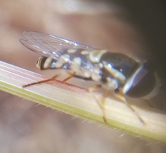 Simosyrphus grandicornis