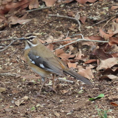 Cercotrichas quadrivirgata