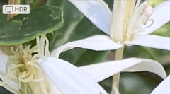 Zygometis xanthogaster