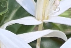 Zygometis xanthogaster