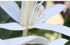 Zygometis xanthogaster