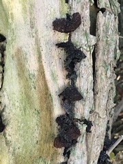 Auricularia auricula-judae