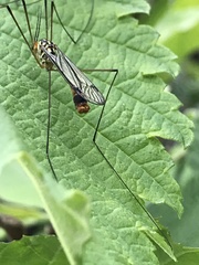 Nephrotoma flavipalpis