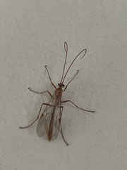Ophion obscuratus