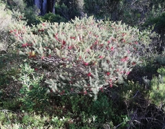 Melaleuca quadrifida