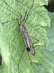 Nephrotoma flavipalpis