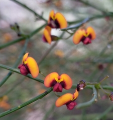 Daviesia divaricata