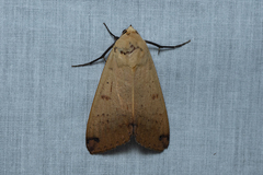 Ophiusa disjungens