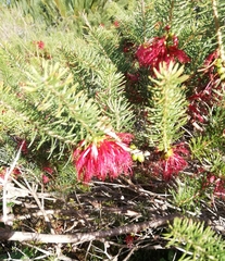 Melaleuca quadrifida