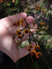 Daviesia divaricata