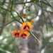 Daviesia divaricata - Photo 由 Margaret-ann Kerr 所上傳的 (c) Margaret-ann Kerr，保留部份權利CC BY-NC