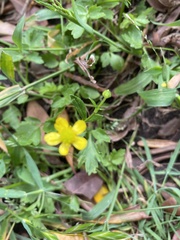 Ranunculus muricatus