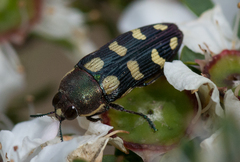 Castiarina decemmaculata