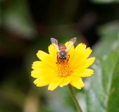 Apis cerana indica