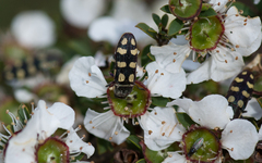 Castiarina decemmaculata