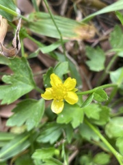 Ranunculus muricatus
