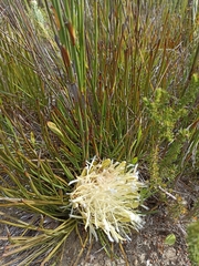 Protea scorzonerifolia