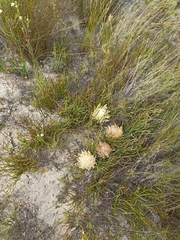 Protea scorzonerifolia
