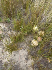 Protea scorzonerifolia