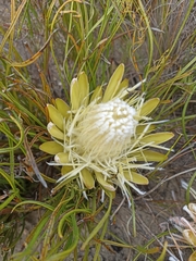 Protea scorzonerifolia
