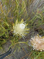 Protea scorzonerifolia