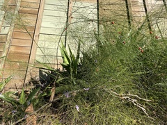 Asparagus aethiopicus