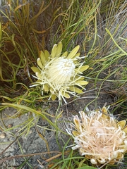 Protea scorzonerifolia