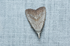 Meganola brunellus