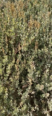 Atriplex vestita
